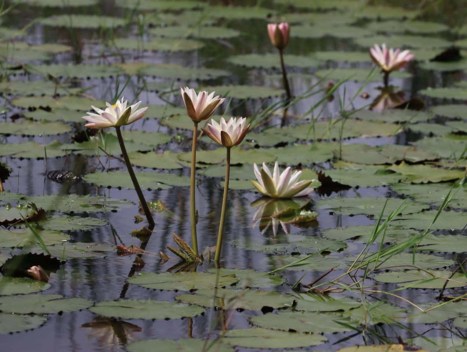 Lake Wind Habarana Bagian luar foto